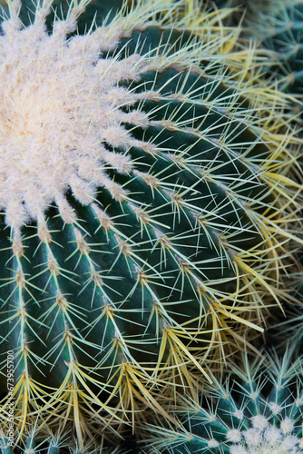 Closeup image of Golden barrel cactus  echinocactus grusonii   Echinocactus echinocactus. Cactus in a pot.
