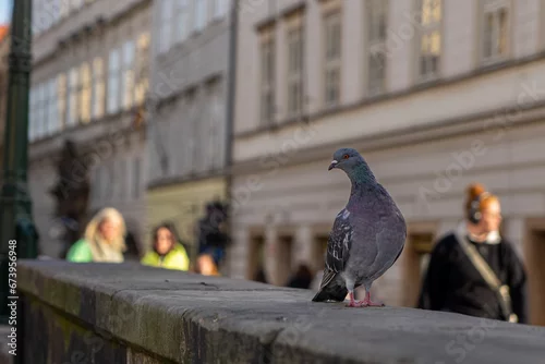 Obraz Gołąb w Mieście