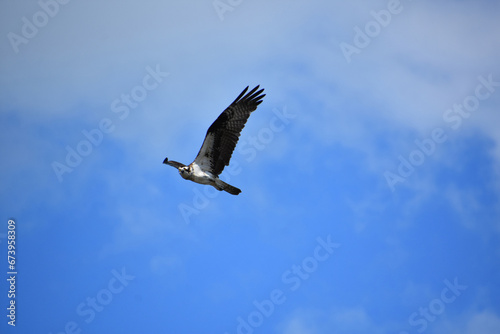 Feathers Ruffled on a Sea Eagle in the Sky