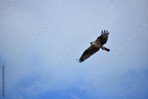 Flying Osprey Soaring Up in the Clouds