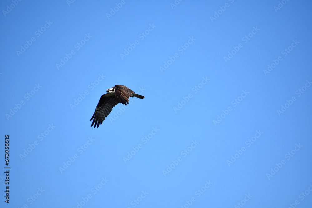 Gliding and Flying Sea Eagle Bird in Flight Gliding and Flying Sea Eagle Bird in Flight
