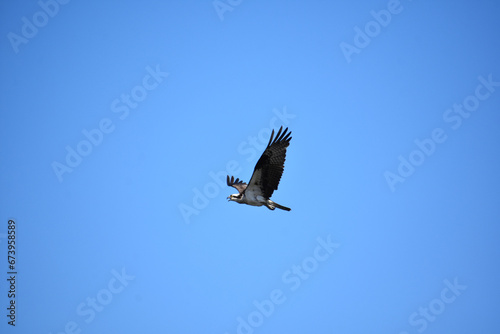 Squawking and Flying Osprey Bird in Blue Skies