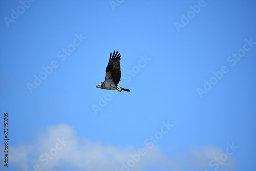 Stunning Fish Hawk Bird Soaring and Flying in Maine