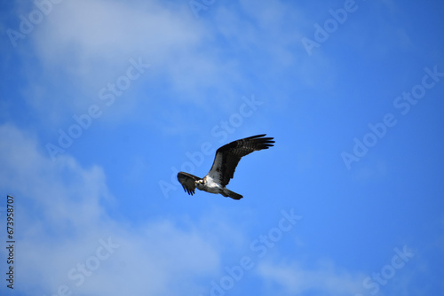 Fish Hawk Flying with Wings Spread in Sky