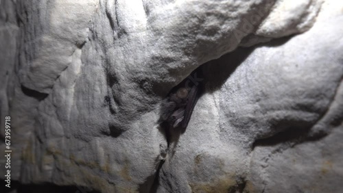 Daubenton's bat (Myotis daubentoni) spends the winter in a quarry, limestone layers. One of the northernmost wintering grounds of bats in the north-east of Europe photo