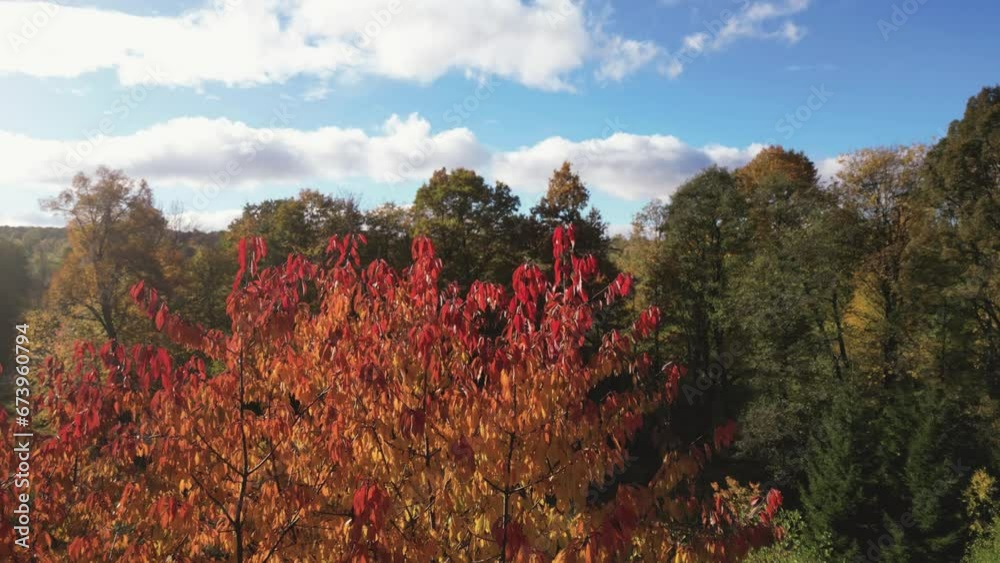 Aerial view of a beautiful autumn forest just before sunset. Aerial view of a beautiful autumn forest just before sunset.