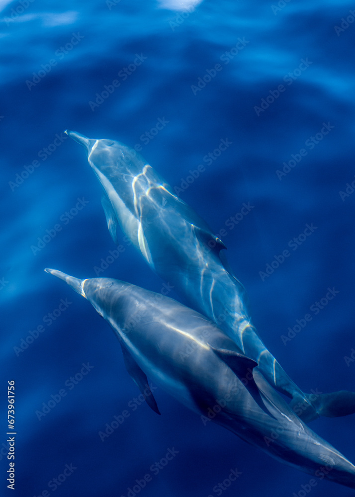 Naklejka premium Dolphins Under the Water