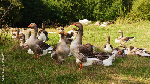 group of geese on the meadow 