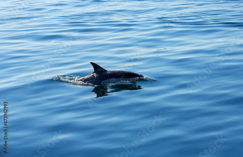 Dolphin Silohuette © George Erwin Turner