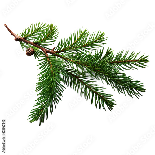 branch of a pine  PNG