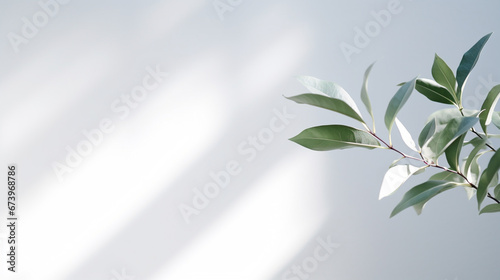Minimalist light on a blurred white background  a plant