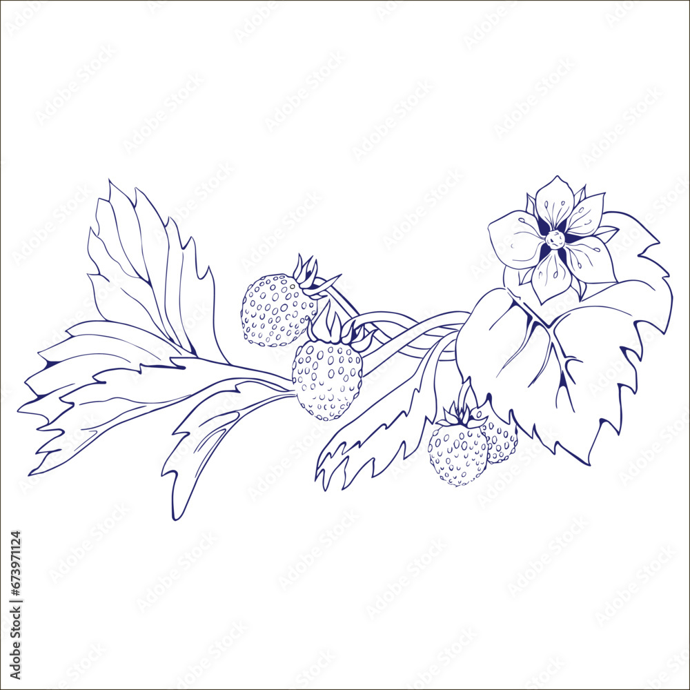 Obraz premium Strawberries flowers and berry drawing and sketch with line-art on white backgrounds.