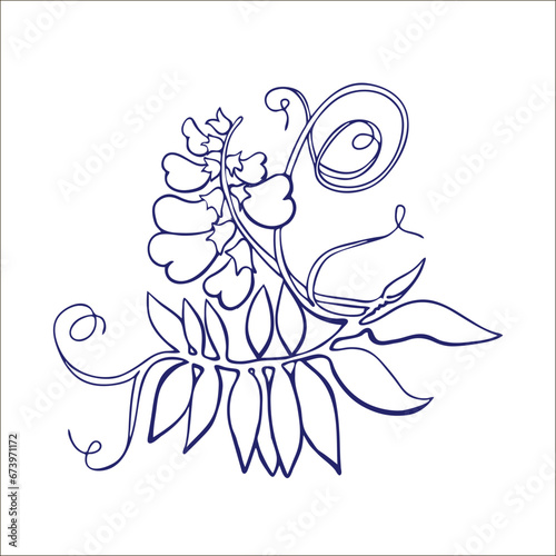Wild pea flower drawing and sketch with line-art on white backgrounds.	