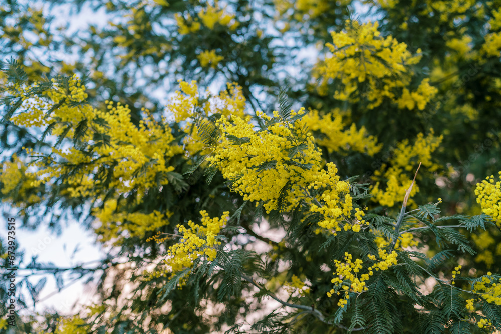 Yellow fluffy mimosa flowers on green tree branches against a blue sky