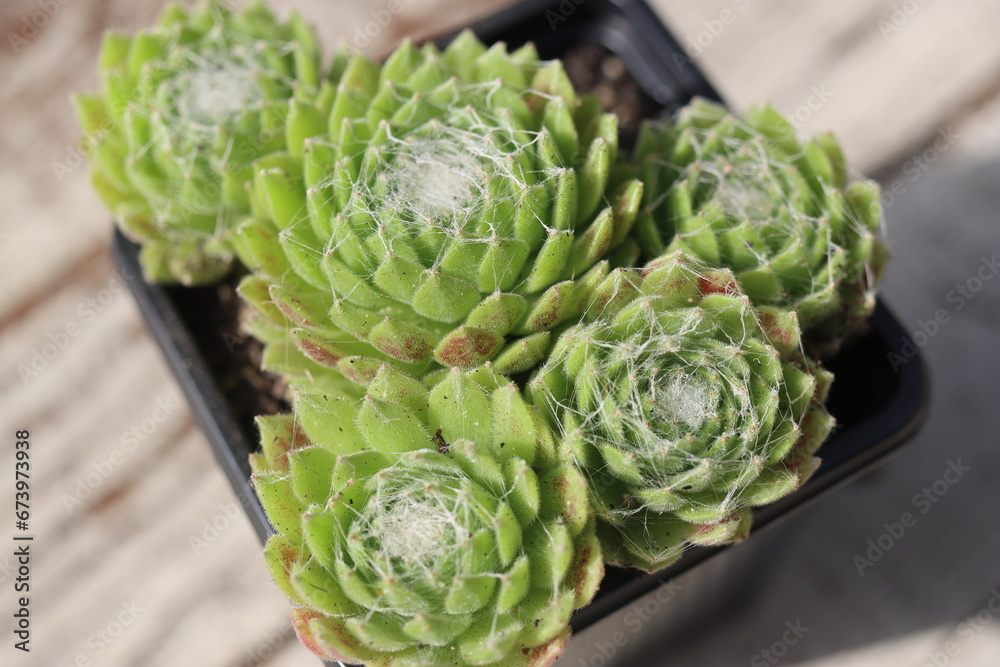 Fototapeta premium Rojnik pajęczynowaty Kramer's Spinrad Sempervivum