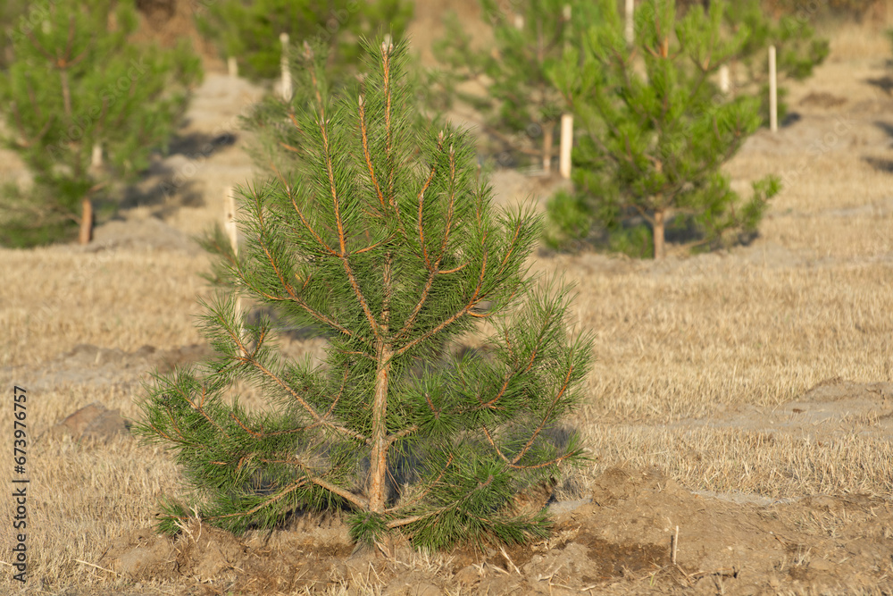 Young pine, saplings are grown for reforestation.