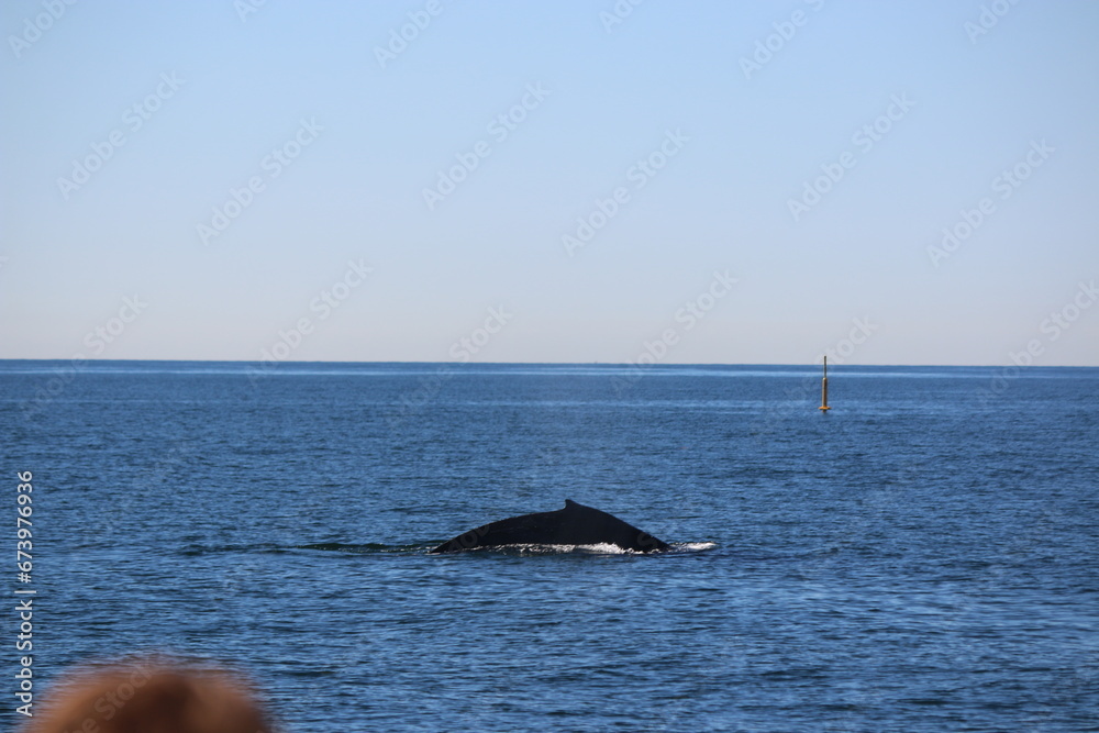 Fototapeta premium whale watching in california