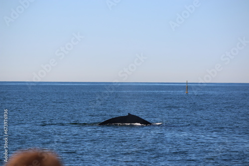 whale watching in california 