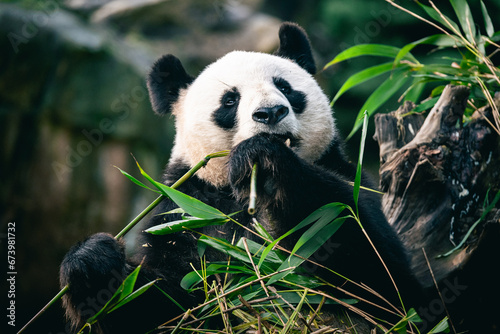Panda géant de Chine qui mange du bambou © Aurélien PAPA