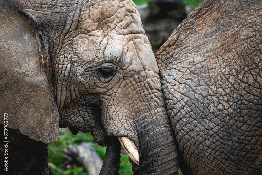 Fototapeta premium Portrait d'une tête d'eléphant