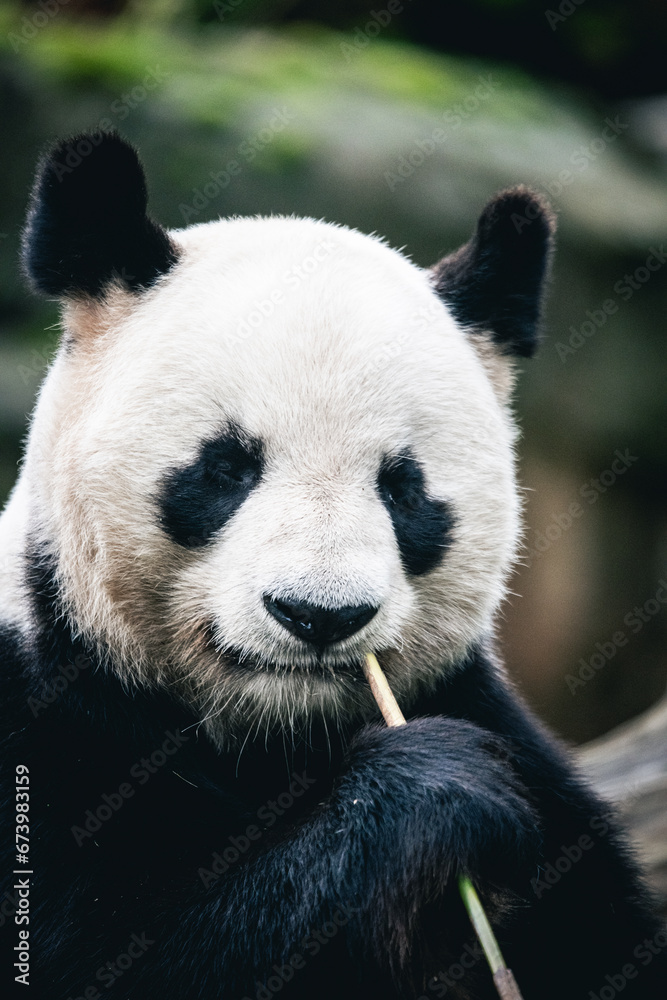Fototapeta premium Panda géant de Chine qui mange du bambou