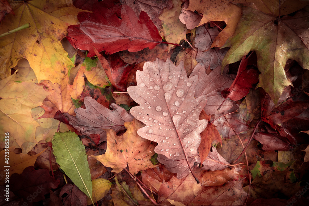 Autumn color leafs background.  Autumn leaves after rain