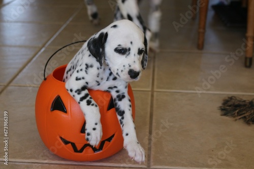 a dalmatian puppy