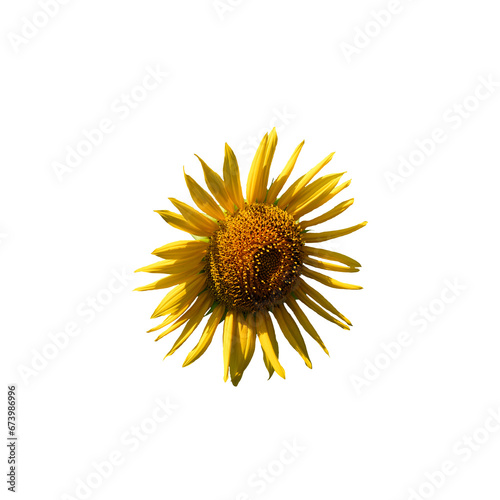 This close-up view of a yellow sunflower, featuring its brilliantly colored petals and a rich brown center, set against a white background, emphasizes the exquisite beauty of nature.