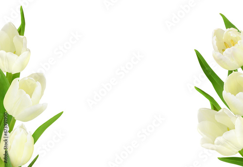 White tulip flowers in a border arrangements isolated on white or transparent background #673991900