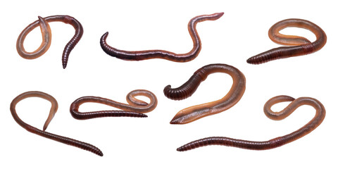 earthworm on white isolated background