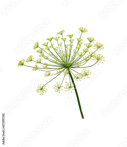 Tableau sur toile Dill isolated on white.