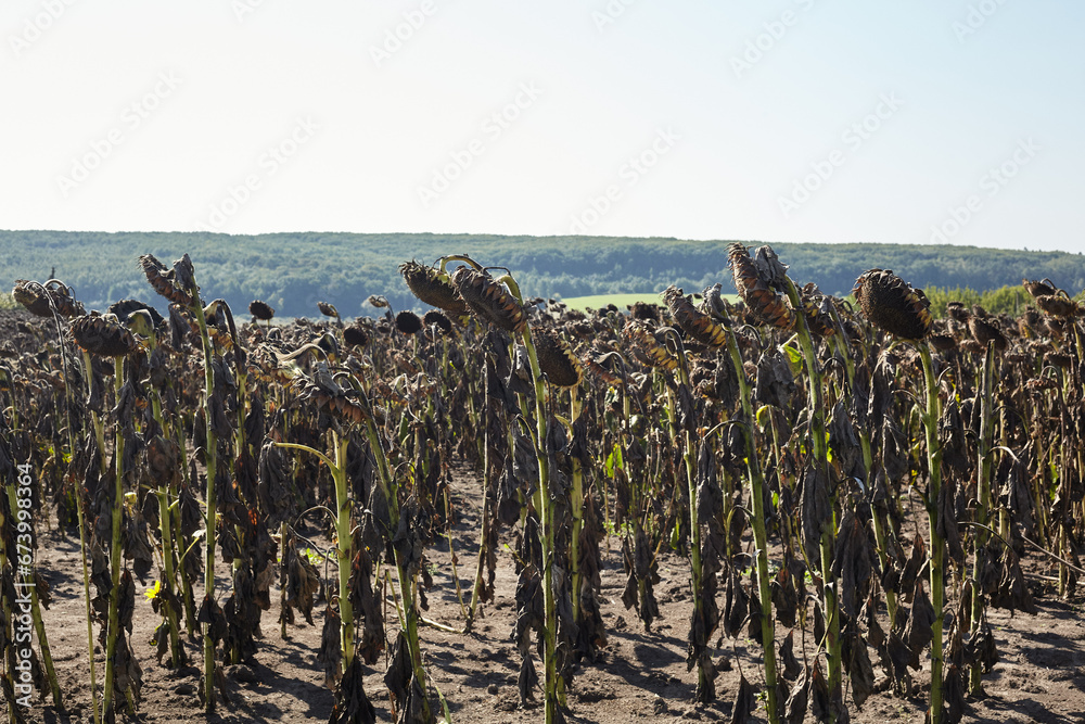 Ripe sunflowers grow in the field. Ripe sunflowers grow in the field.