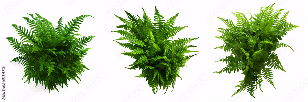 A cascading Fishtail or forked giant sword fern (Nephrolepis spp.) with lush green foliage is isolated on a white background, ideal for shading garden landscapes. - obrazy, fototapety, plakaty 