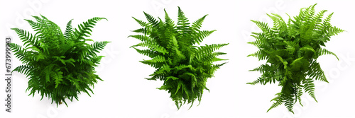 A cascading Fishtail or forked giant sword fern (Nephrolepis spp.) with lush green foliage is isolated on a white background, ideal for shading garden landscapes.