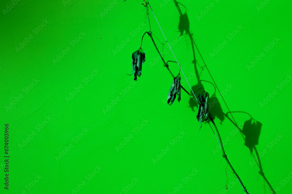 A branch of a plant with dry leaves on the background of the wall. The sun illuminates the branch of plants with dried leaves. The shadow on the wall from the dry leaves of the plant. A branch of a plant with dry leaves on the background of the wall. The sun illuminates the branch of plants with dried leaves. The shadow on the wall from the dry leaves of the plant.