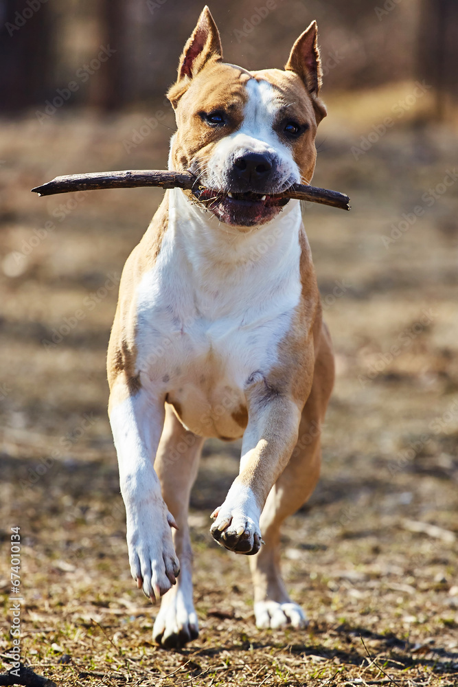 A picture of a dog running with a stick in its mouth. Perfect for illustrating playfulness and energy. .