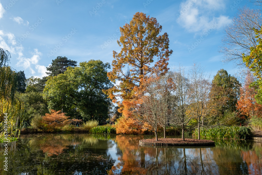 Metasequoia Glyptostroboides tree amongst other trees and shrubs, in stunning autumn colours, photographed by the lake at Wisley garden, near Woking in Surrey UK. Metasequoia Glyptostroboides tree amongst other trees and shrubs, in stunning autumn colours, photographed by the lake at Wisley garden, near Woking in Surrey UK.