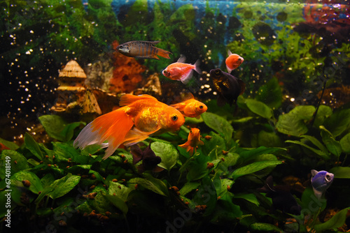 black moor goldfish, goldfish, gourami  in freshwater aquarium with water plants