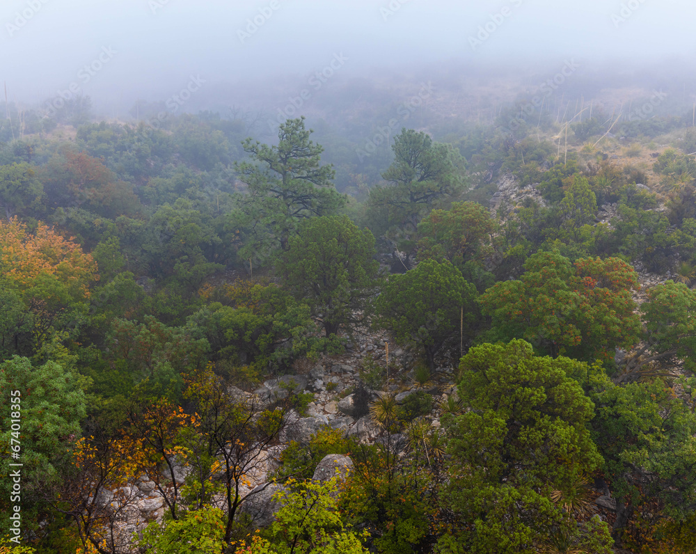 Low Clouds on Fall Color in Dry Creek, Smith Springs Trail, Guadalupe Mountains National Park, Texas, USA Low Clouds on Fall Color in Dry Creek, Smith Springs Trail, Guadalupe Mountains National Park, Texas, USA