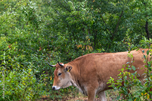 cow in a forest, image shows a brown horned wild cow walking through the shrubs for fresh grass to graze on in a forest in germany, taken october 2023 © J.Woolley