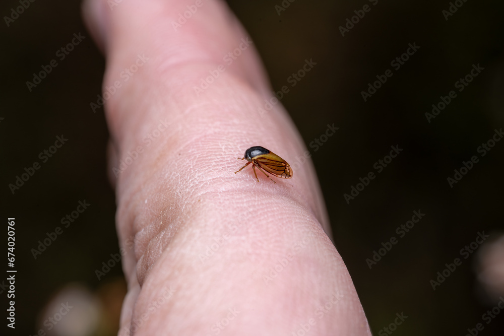 Obraz premium treehopper on finger
