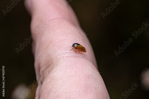 treehopper on finger