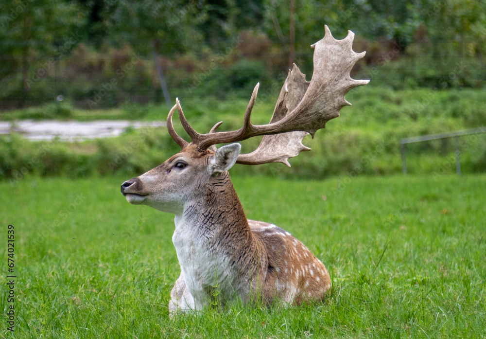 deer in the grass, Image shows a single male stag, buck, bull or hart laying in the grass looking at the away from the camera, in a deer sanctuary in the Netherlands, taken October 2023 