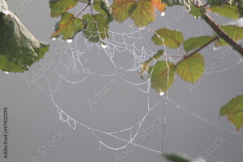 Gefrorenes Spinnennetz (Spider web) photo
