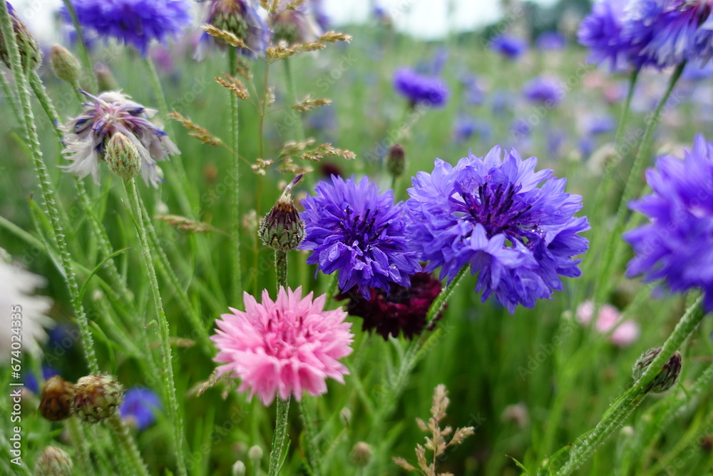 Blume
