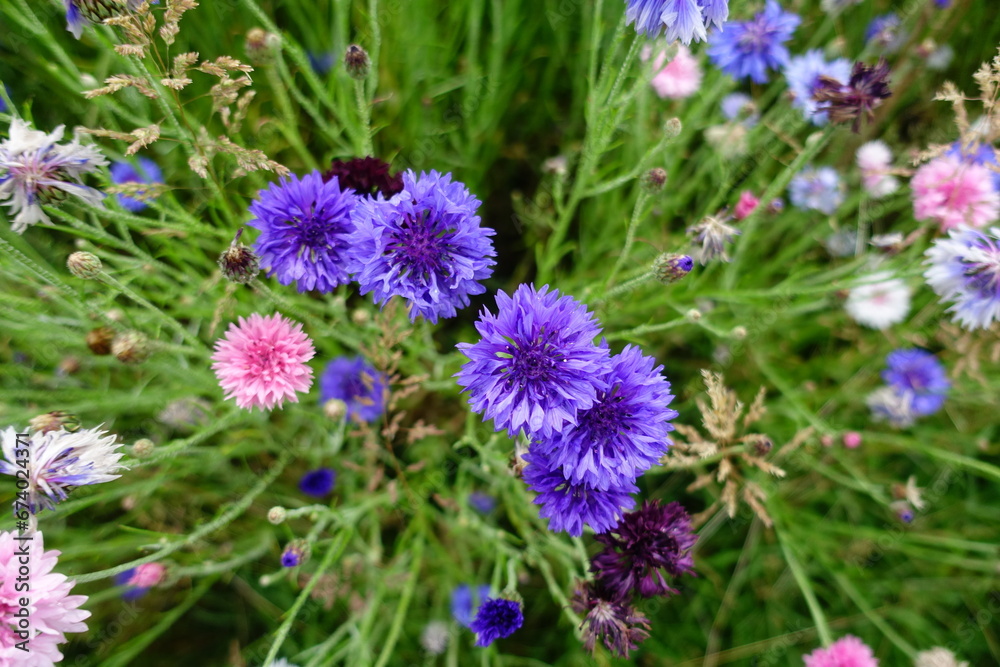 Blume Blume