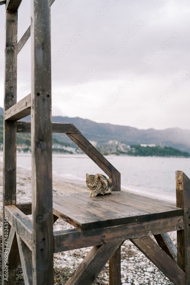Tricolor cat sits on a wooden platform on the beach by the sea