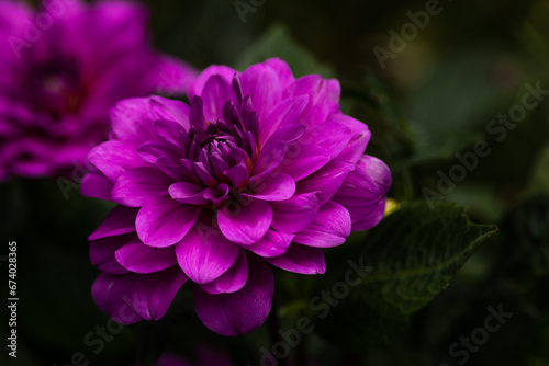 This image captures the intricate details of a vibrant pink dahlia  its petals in full bloom  against a soft  blurred green background
