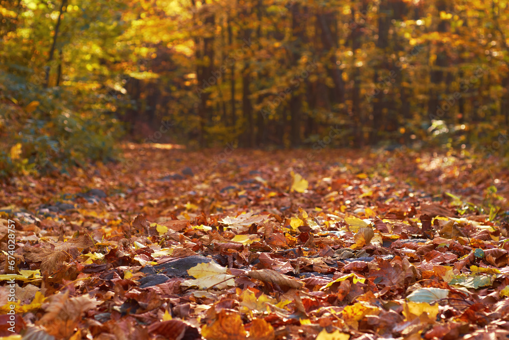 A road strewn with bright, dry leaves in a sunny autumn forest. Atmospheric autumn story