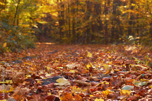 A road strewn with bright  dry leaves in a sunny autumn forest. Atmospheric autumn story